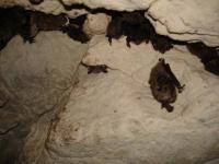 pond_bats_in_the_tanechkina_cave.jpg